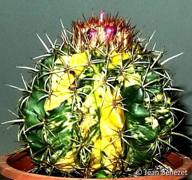 Melocactus curvispinus ssp caesius variegata (Isla Margaritam Venezuela) JB